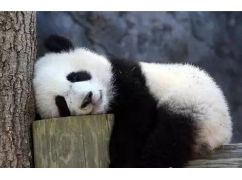 海底撈跨界跨到動(dòng)物界了嗎？愛心認(rèn)養(yǎng)大熊貓