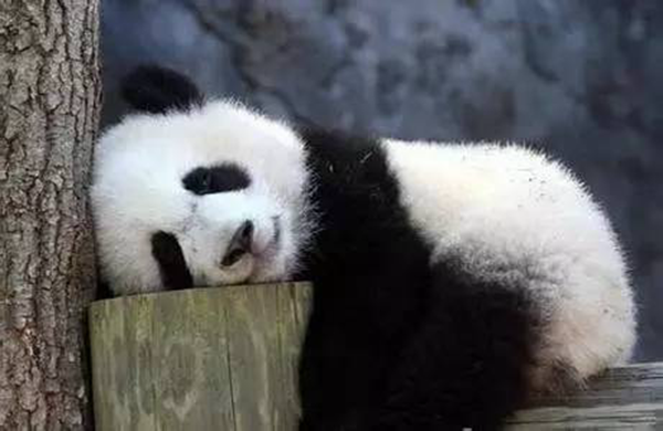 海底撈跨界跨到動物界了嗎？愛心認(rèn)養(yǎng)大熊貓