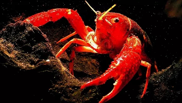 小龍蝦vs火鍋，誰(shuí)才是餐飲界扛把子？